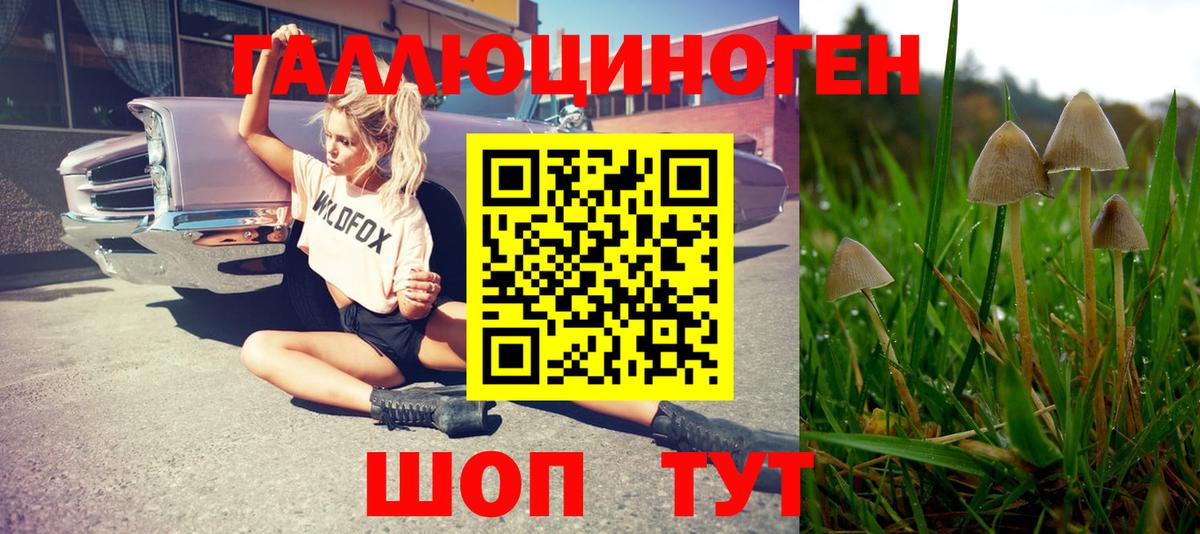 Псилоцибиновые грибы Psilocybe Заводоуковск